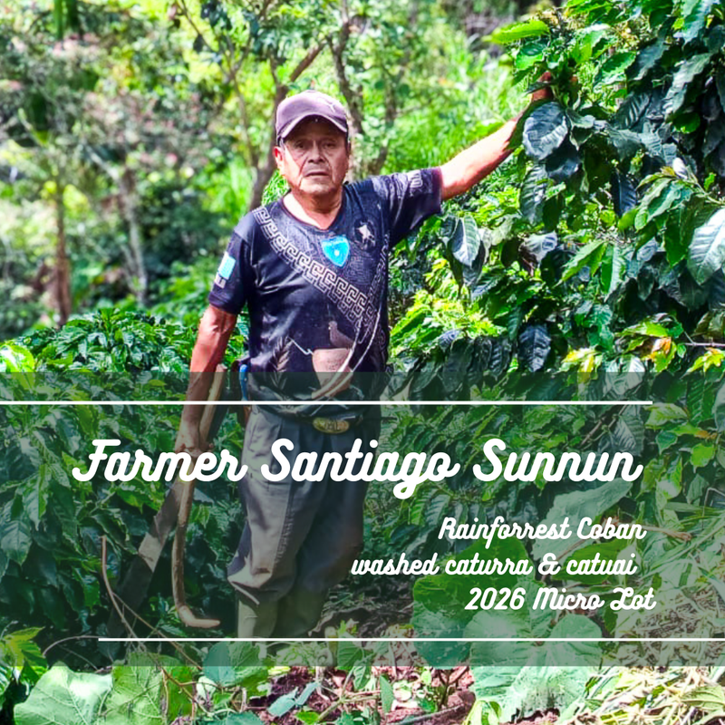 355 桑農農夫 Mr.Santiago Sunnun farmer - 科班雨林・卡杜拉、卡杜艾・水洗處理法