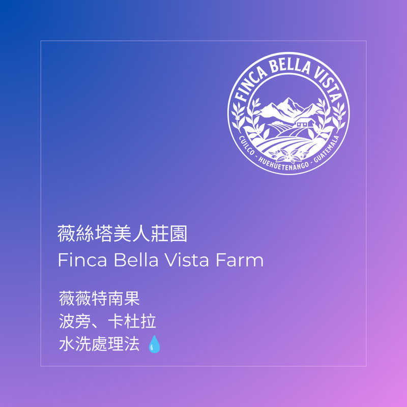 357 薇絲塔美人莊園 Finca Bella Vista - 薇薇特南果・波旁、卡杜拉・水洗處理法