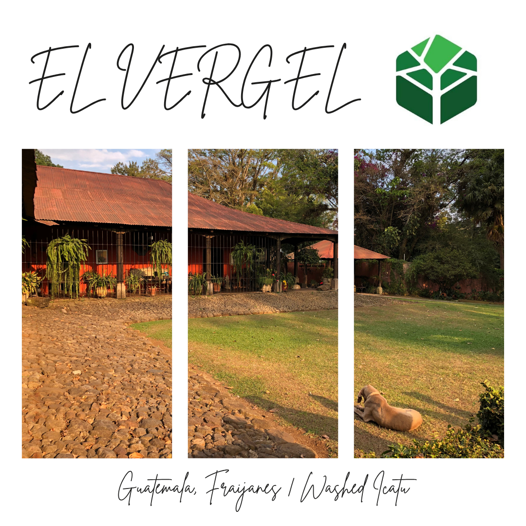 362 艾菲爾莊園 El Vergel Farm - 法漢尼斯．伊卡杜．水洗處理法