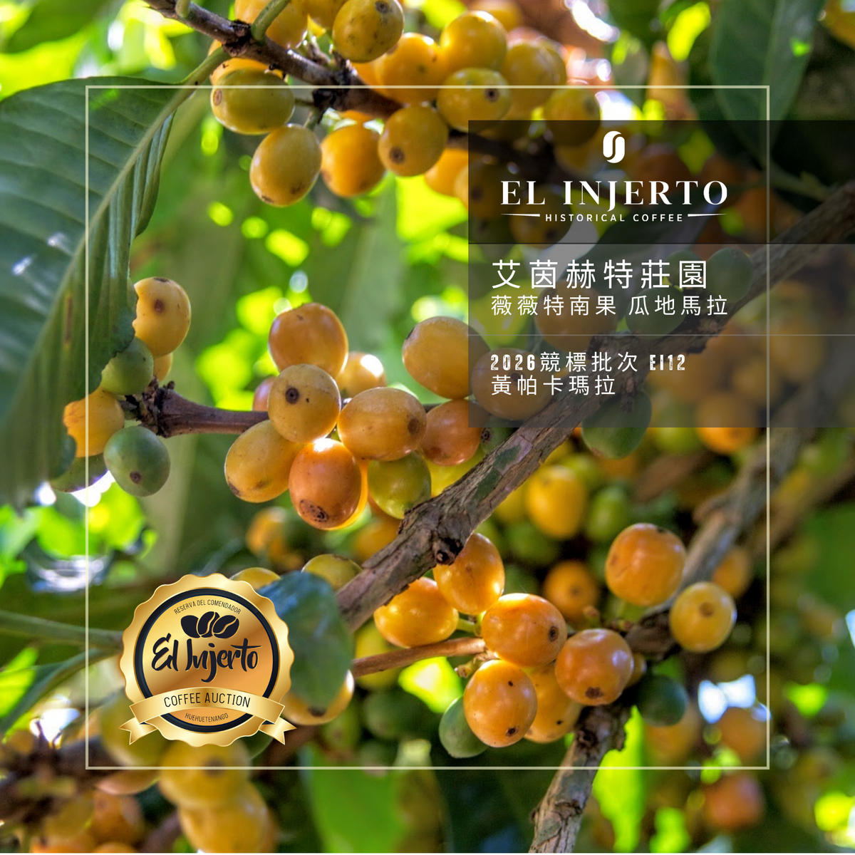艾茵赫特莊園 El Injerto  - 2026競標批次 EI12 - 黃帕卡瑪拉 - 水洗處理法 💧