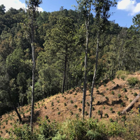 152 小王子莊園 Finca El Principito・黃卡杜艾・日曬處理法・法漢尼斯