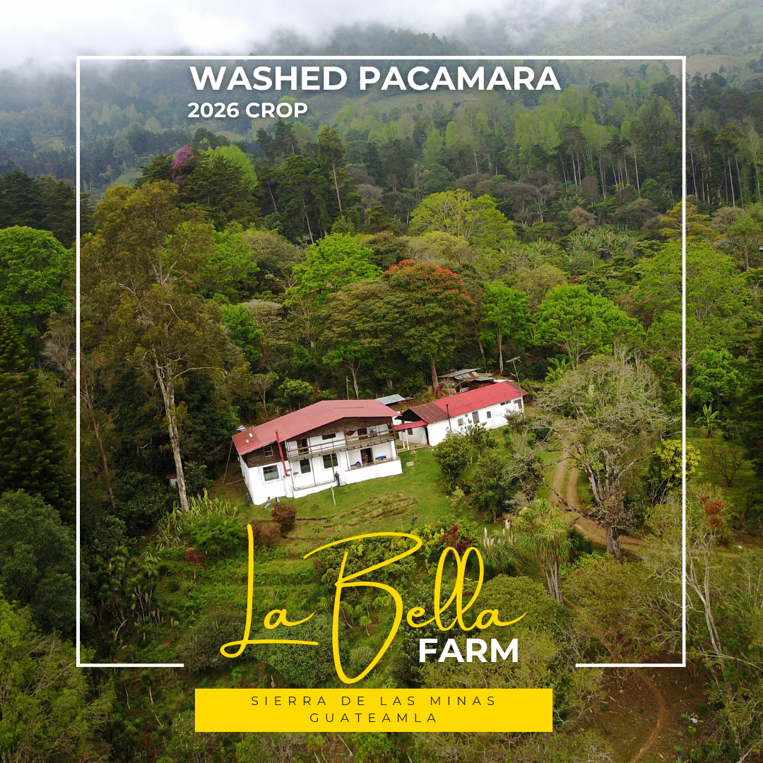 426 碧雅莊園 La Bella Farm -  拉斯米納斯寶礦山脈．帕卡瑪拉．水洗處理法 💧