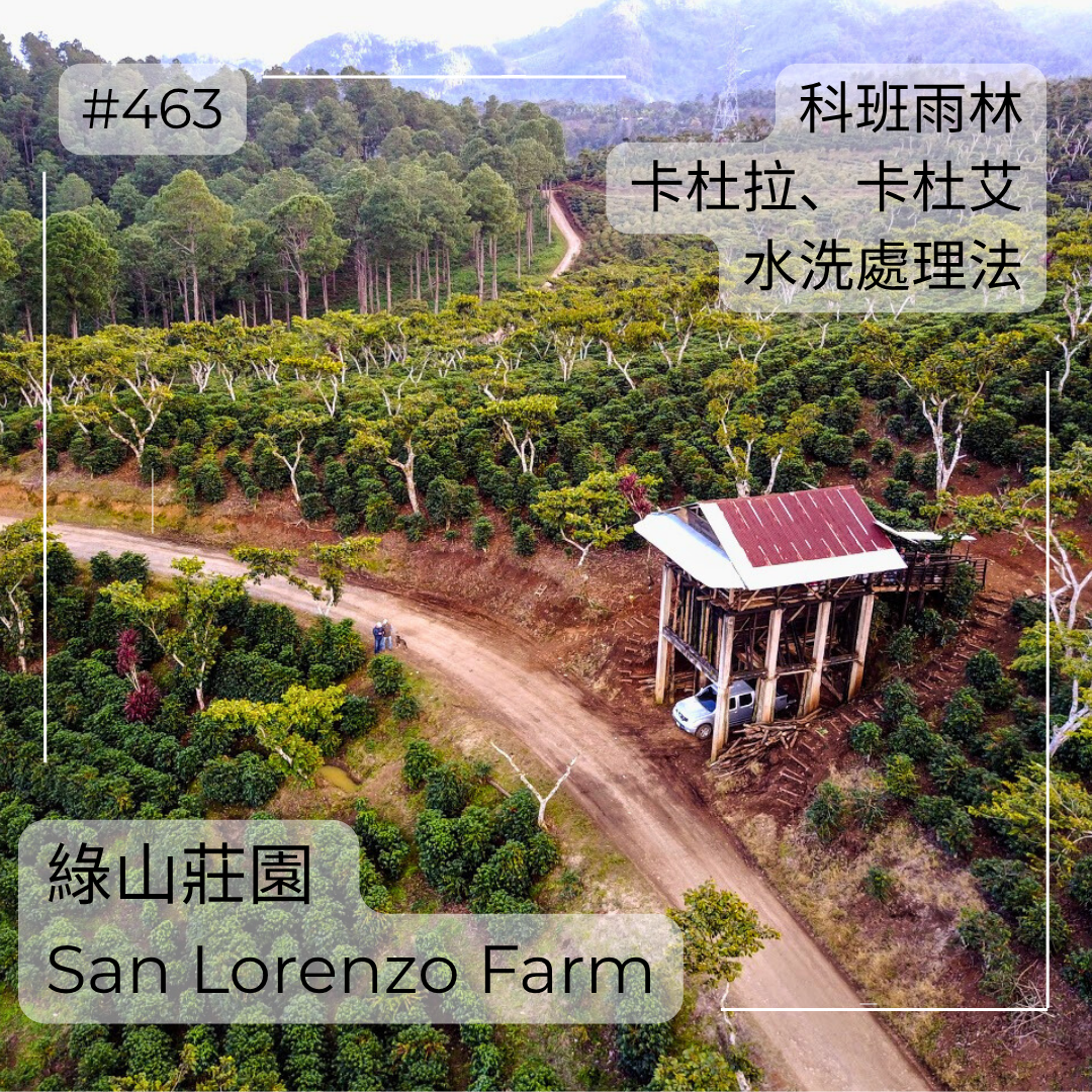 463.25 San Lorenzo Farm 綠山莊園 ．卡杜拉、卡杜艾．水洗處理法．科班雨林