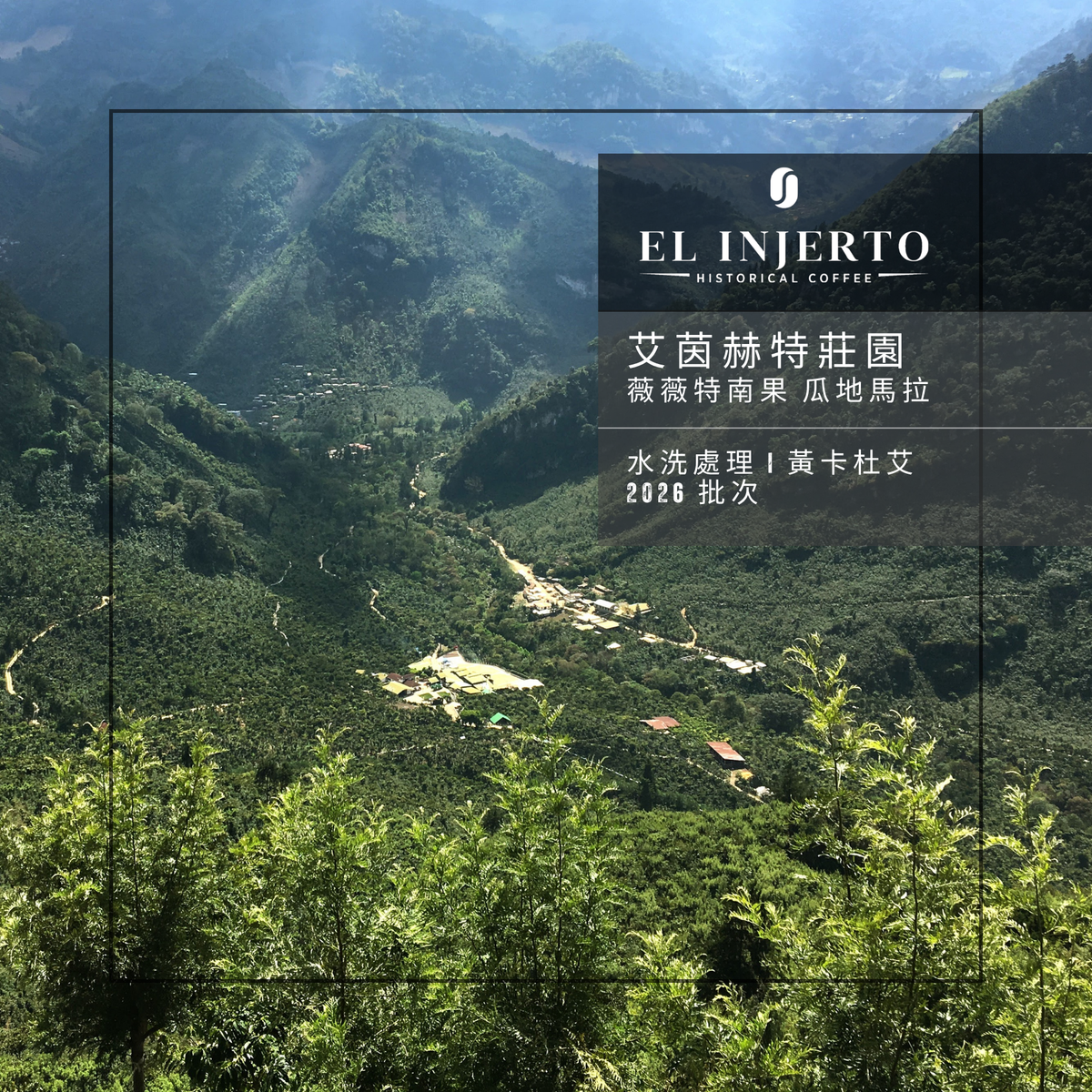 481 艾茵赫特莊園 El Injerto Farm - 薇薇特南果・黃卡杜艾・水洗處理法