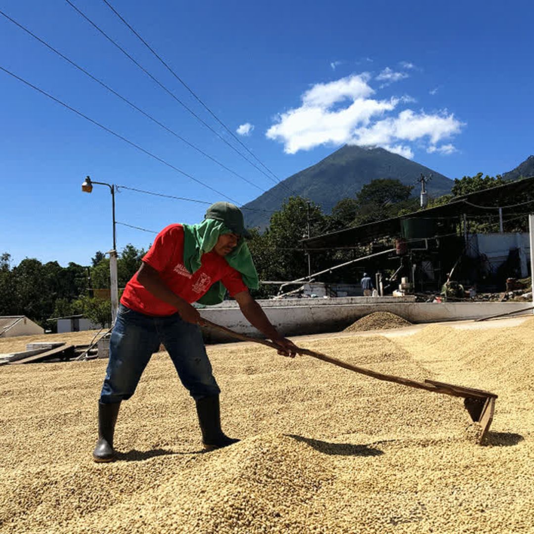 453.24 希洛羅咖啡 Cerro de Oro Coffee・卡杜拉、卡杜艾、鐵皮卡・水洗處理法・阿蒂特蘭湖 (瓜地馬拉商業豆）