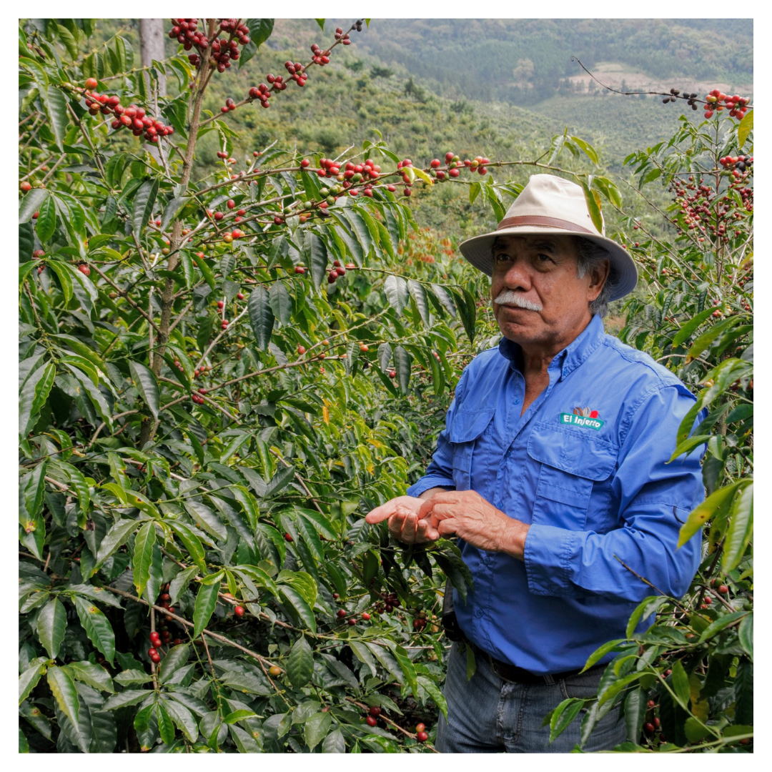 298 艾茵赫特莊園 El Injerto・帕卡瑪拉・水洗處理法・薇薇特南果