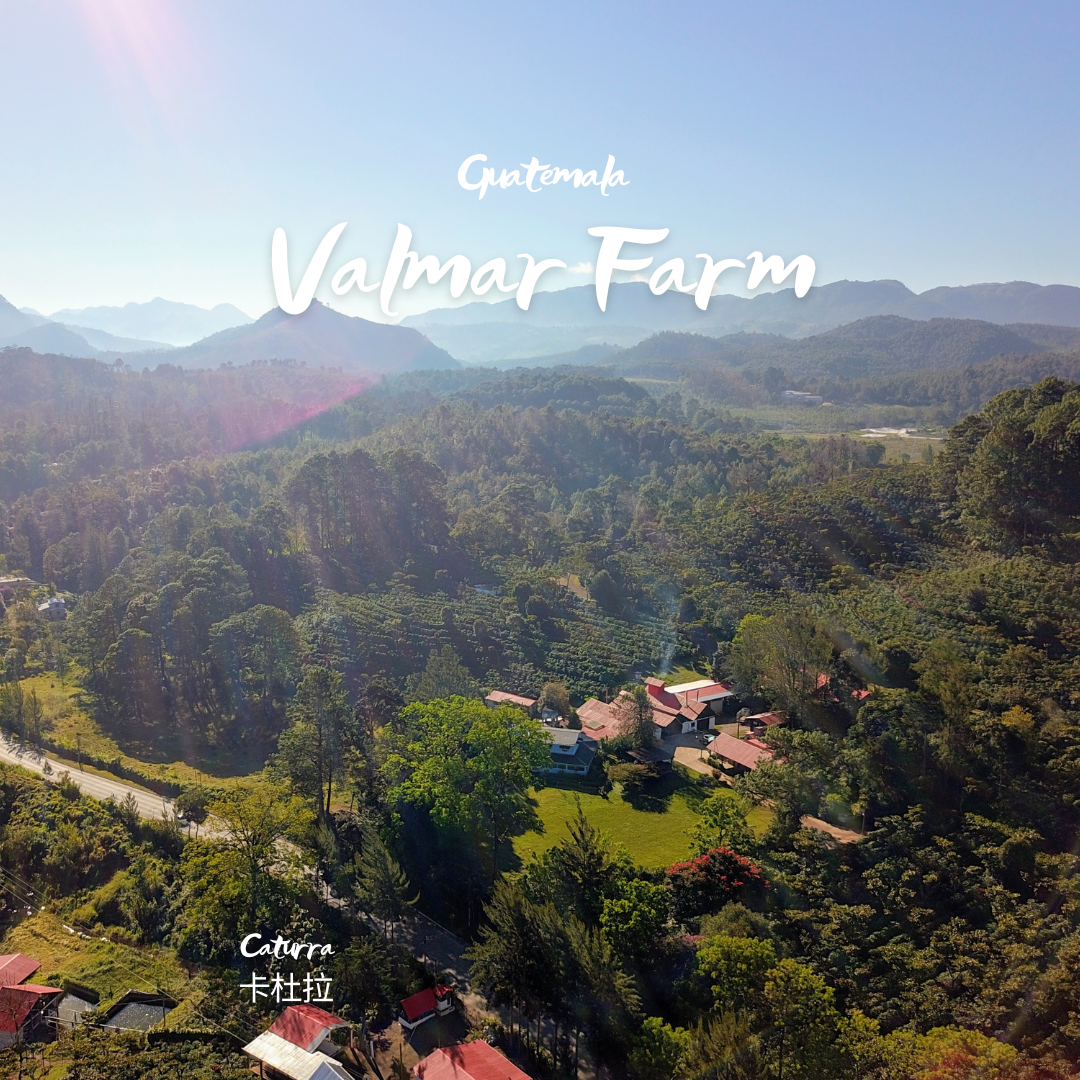 335.25 瓦爾瑪莊園 Finca Valmar．卡杜拉．水洗處理法．科班雨林