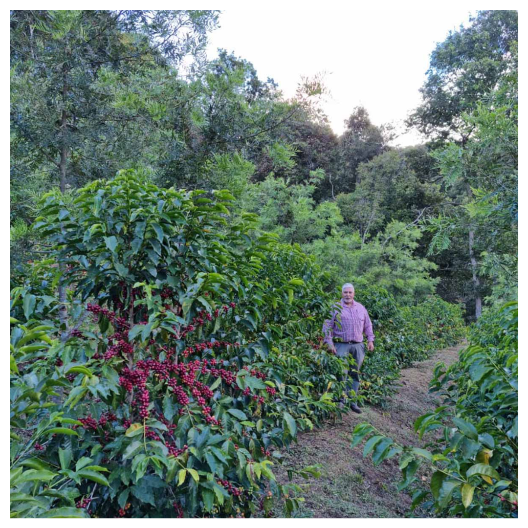 308 茉莉莊園．藝伎．蜜處理法．法漢尼斯  Morelia farm - 2024 COE, Honey process, Mataquescuintla, Fraijanes