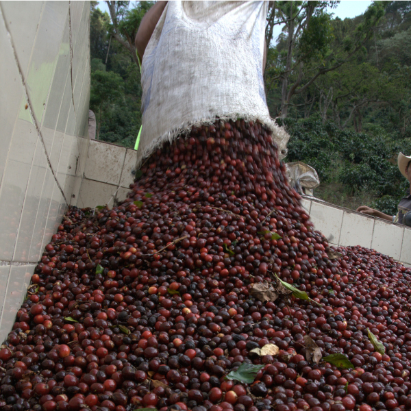 463 San Lorenzo Farm 綠山莊園 ．卡杜拉、卡杜艾．水洗處理法．科班雨林