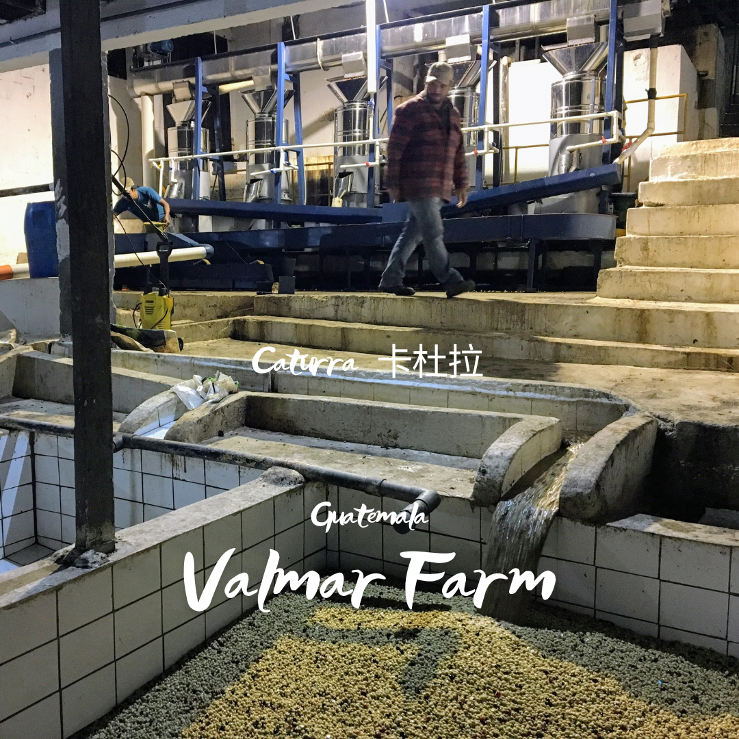 335.25 瓦爾瑪莊園 Finca Valmar．卡杜拉．水洗處理法．科班雨林