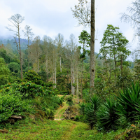 254 碧雅莊園 Finca La Bella・薇拉莎奇・日曬處理法・拉斯米納斯寶礦山脈