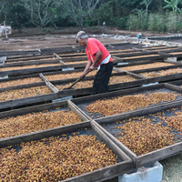 152 小王子莊園 Finca El Principito・黃卡杜艾・日曬處理法・法漢尼斯