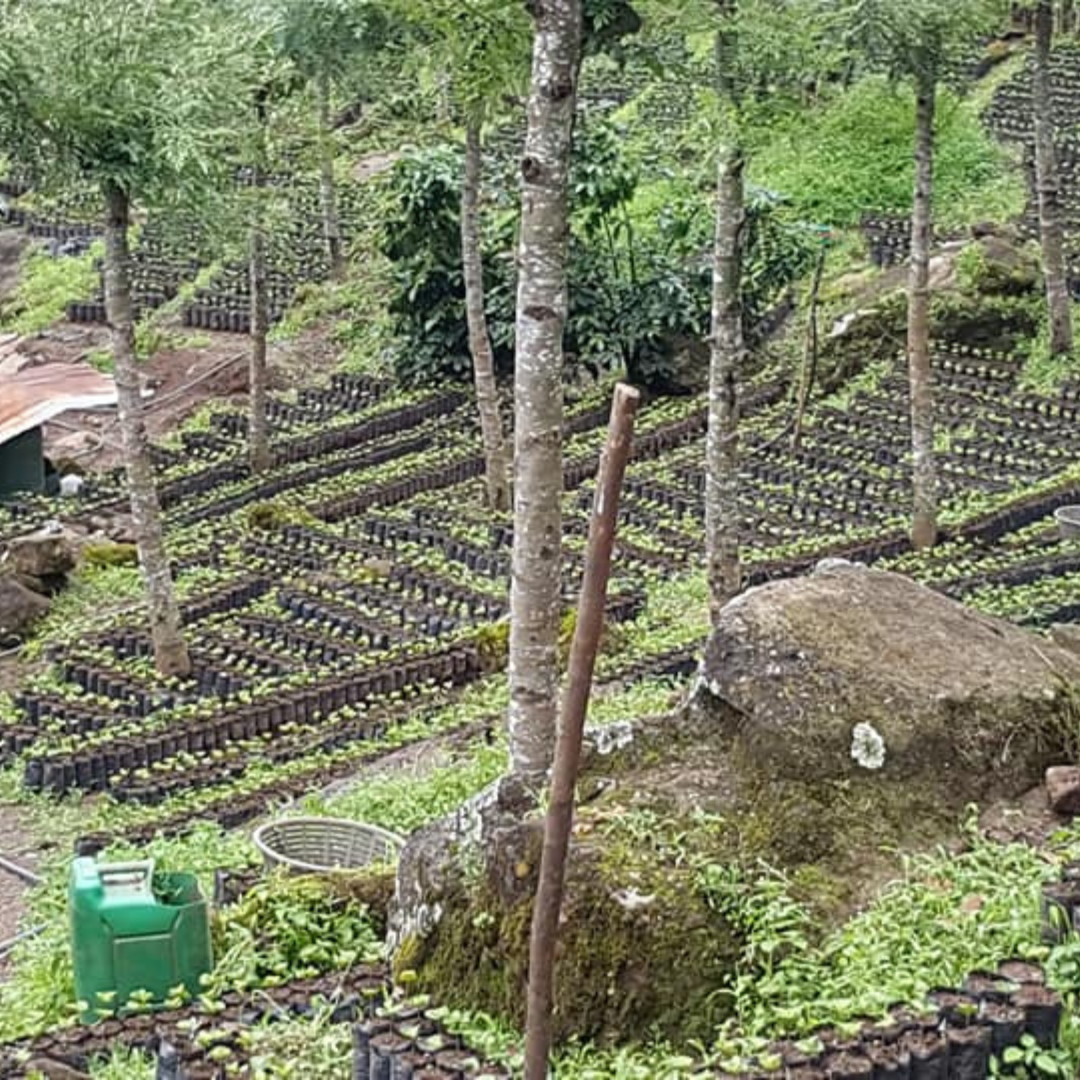 268 聖安東尼奧莊園 San Antonio Farm・波旁、鐵皮卡・蜜處理法・薇薇特南果