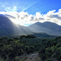 453.24 希洛羅咖啡 Cerro de Oro Coffee・卡杜拉、卡杜艾、鐵皮卡・水洗處理法・阿蒂特蘭湖 (瓜地馬拉商業豆）