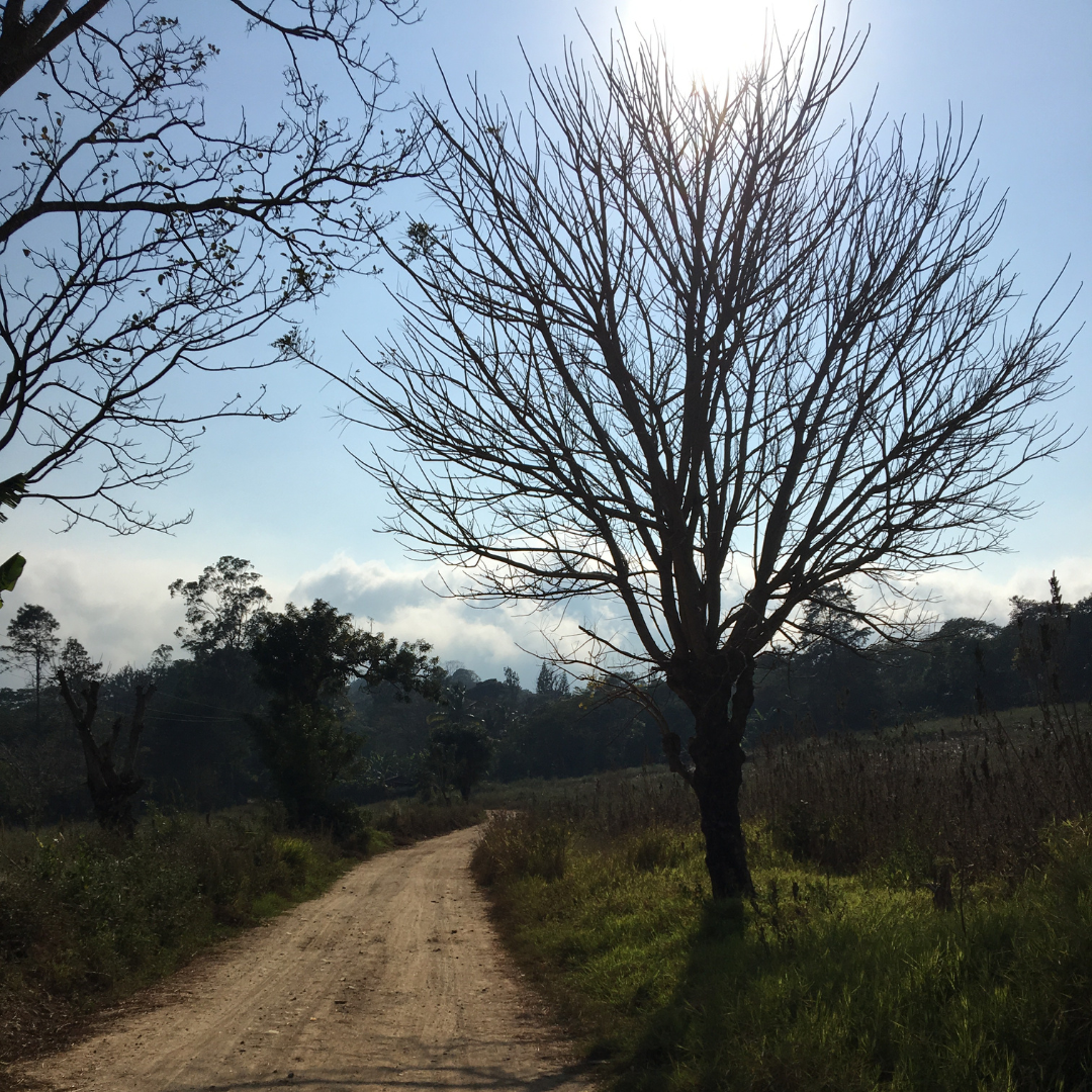 612.24 弩雲咖啡 Las Nubes coffee・卡杜拉、卡杜艾、鐵皮卡・水洗處理法・法漢尼斯 (瓜地馬拉商業豆)