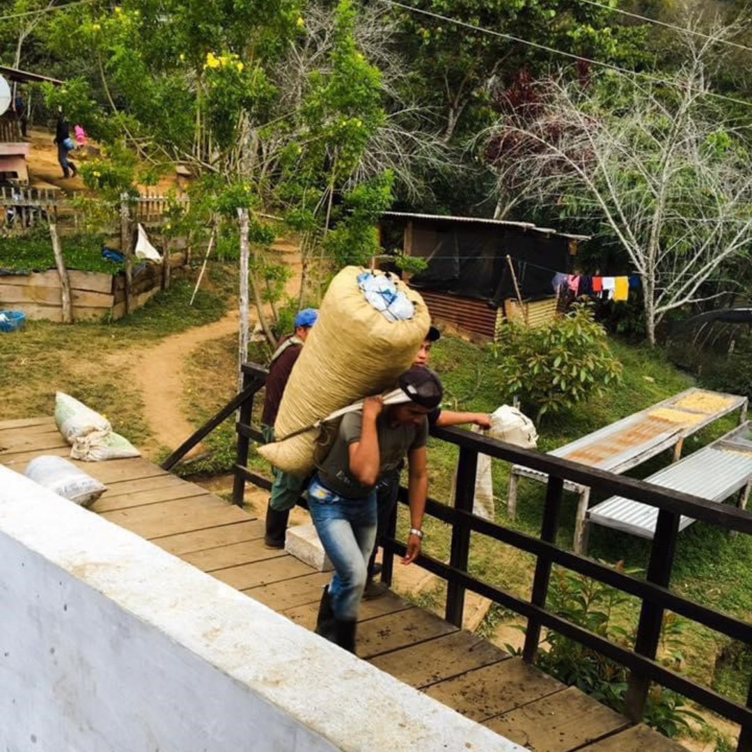 265.24 卡里布斯山莊園・藝伎・水洗處理法・拉斯米納斯寶礦山脈