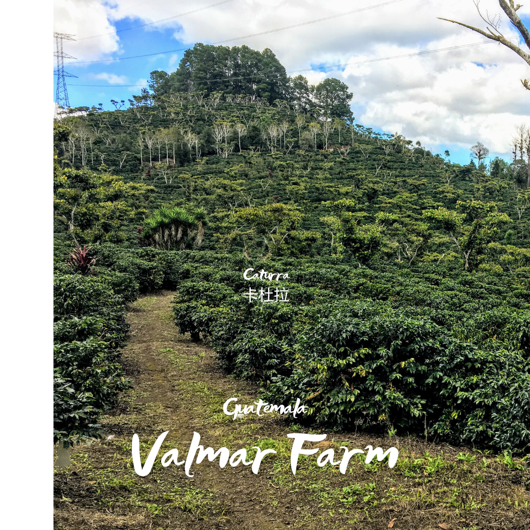 335.25 瓦爾瑪莊園 Finca Valmar．卡杜拉．水洗處理法．科班雨林