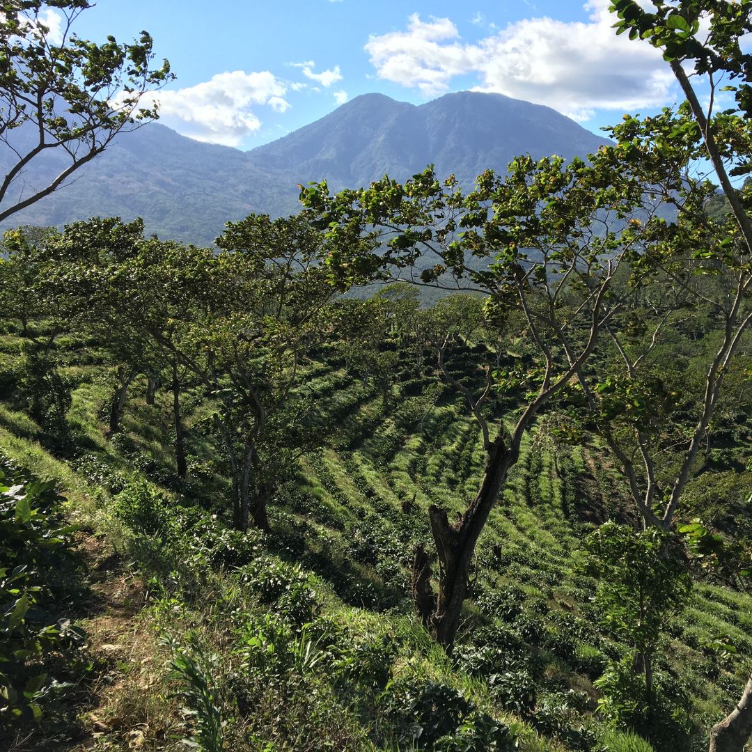 453 希洛羅咖啡 Cerro de Oro coffee - 阿蒂特蘭湖・卡杜拉、卡杜艾・水洗處理法