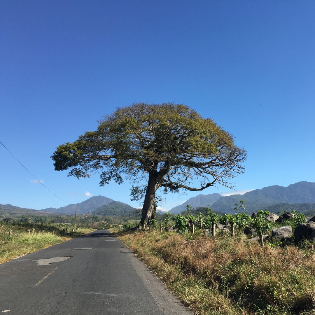 453 希洛羅咖啡 Cerro de Oro coffee - 阿蒂特蘭湖・卡杜拉、卡杜艾・水洗處理法