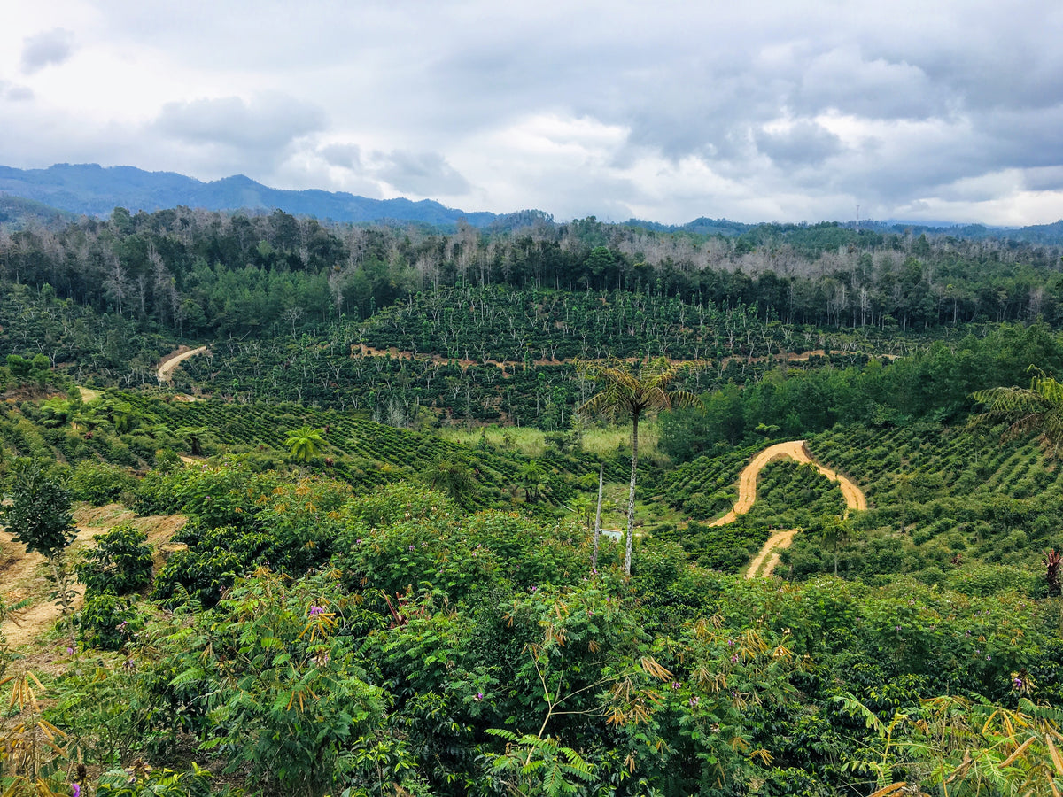 463 San Lorenzo Farm 綠山莊園 ．卡杜拉、卡杜艾．水洗處理法．科班雨林