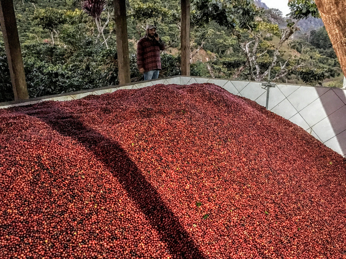 463 San Lorenzo Farm 綠山莊園 ．卡杜拉、卡杜艾．水洗處理法．科班雨林