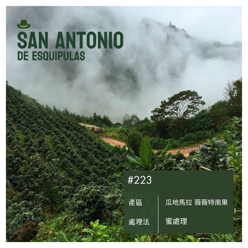 223 聖安東尼奧莊園 San Antonio Farm・波旁(Bourbon)・蜜處理・薇薇特南果