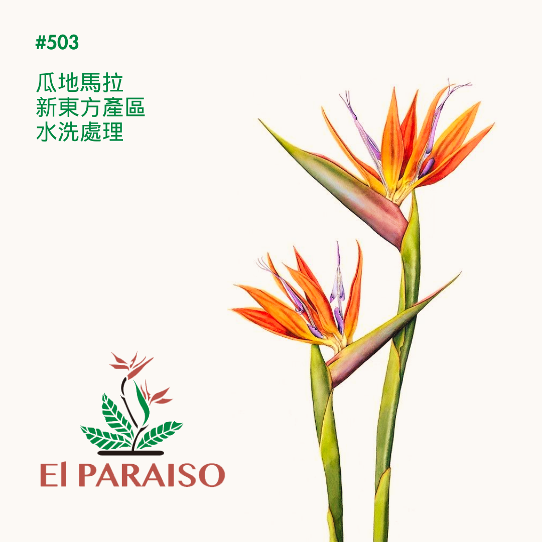 503 天堂鳥咖啡 Paraiso coffee．鐵皮卡、卡杜拉、卡杜艾．水洗處理法．新東方