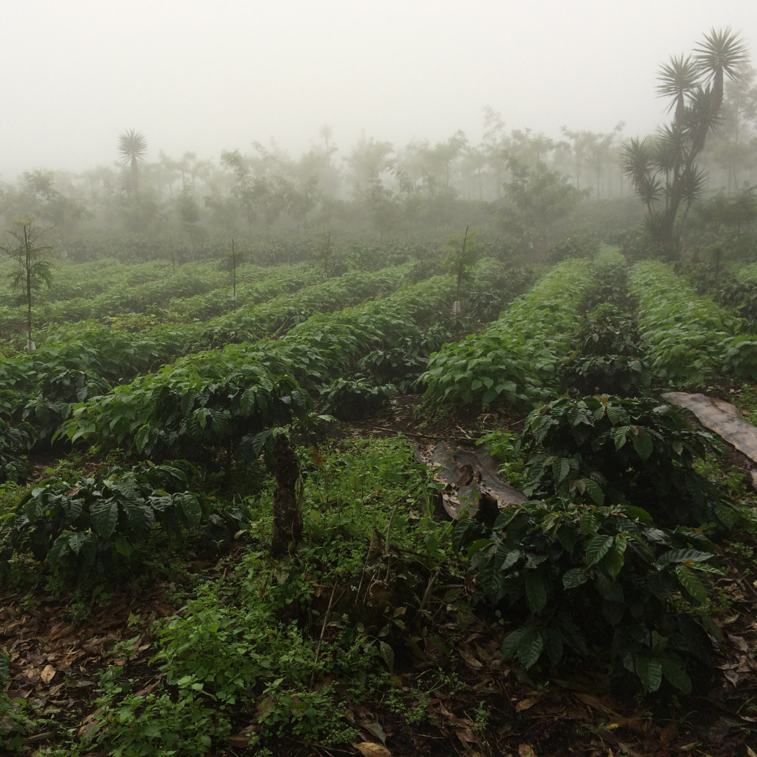 471 卡佩提洛莊園 Capetillo Farm．帕卡瑪拉．日曬處理法．安提瓜(APCA)