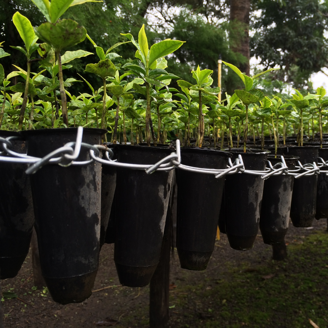 471 卡佩提洛莊園 Capetillo Farm．帕卡瑪拉．日曬處理法．安提瓜(APCA)