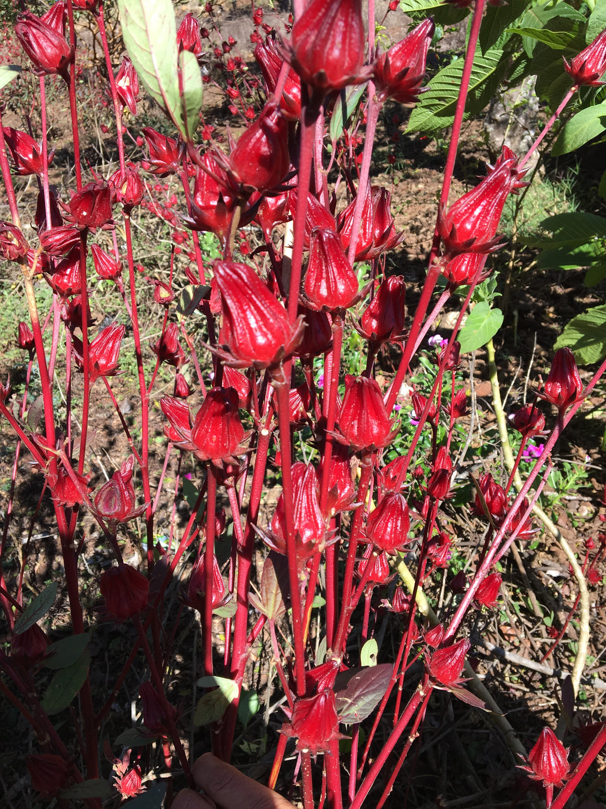 紅花風鈴木莊園．紅卡杜拉．厭氧發酵處理．新東方產區 Finca Maquilishuat, Red Caturra, Anaerobic fermentation , Nuevo Oriente
