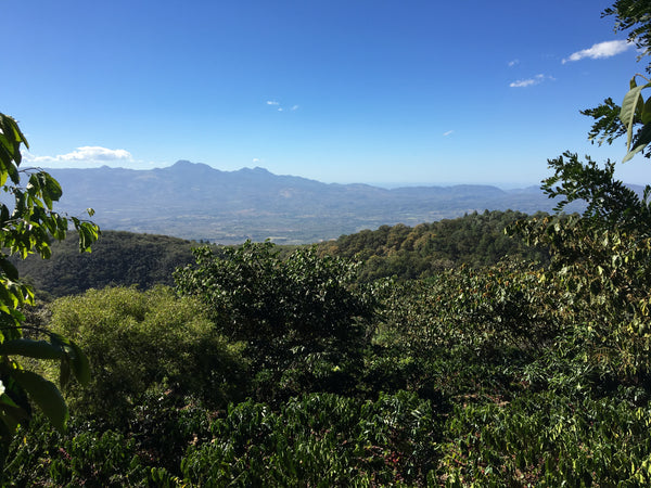 紅花風鈴木莊園．紅卡杜拉．厭氧發酵處理．新東方產區 Finca Maquilishuat, Red Caturra, Anaerobic fermentation , Nuevo Oriente