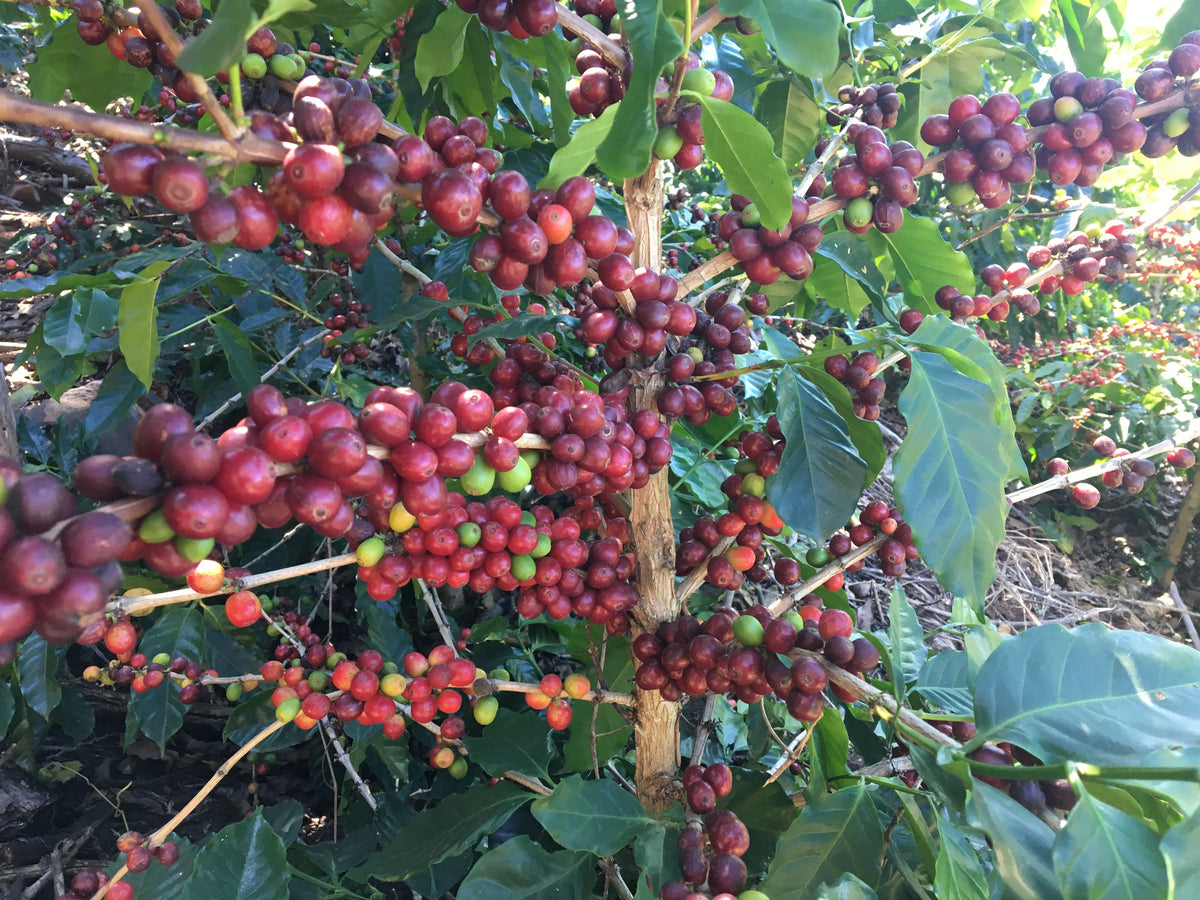 紅花風鈴木莊園．紅卡杜拉．厭氧發酵處理．新東方產區 Finca Maquilishuat, Red Caturra, Anaerobic fermentation , Nuevo Oriente